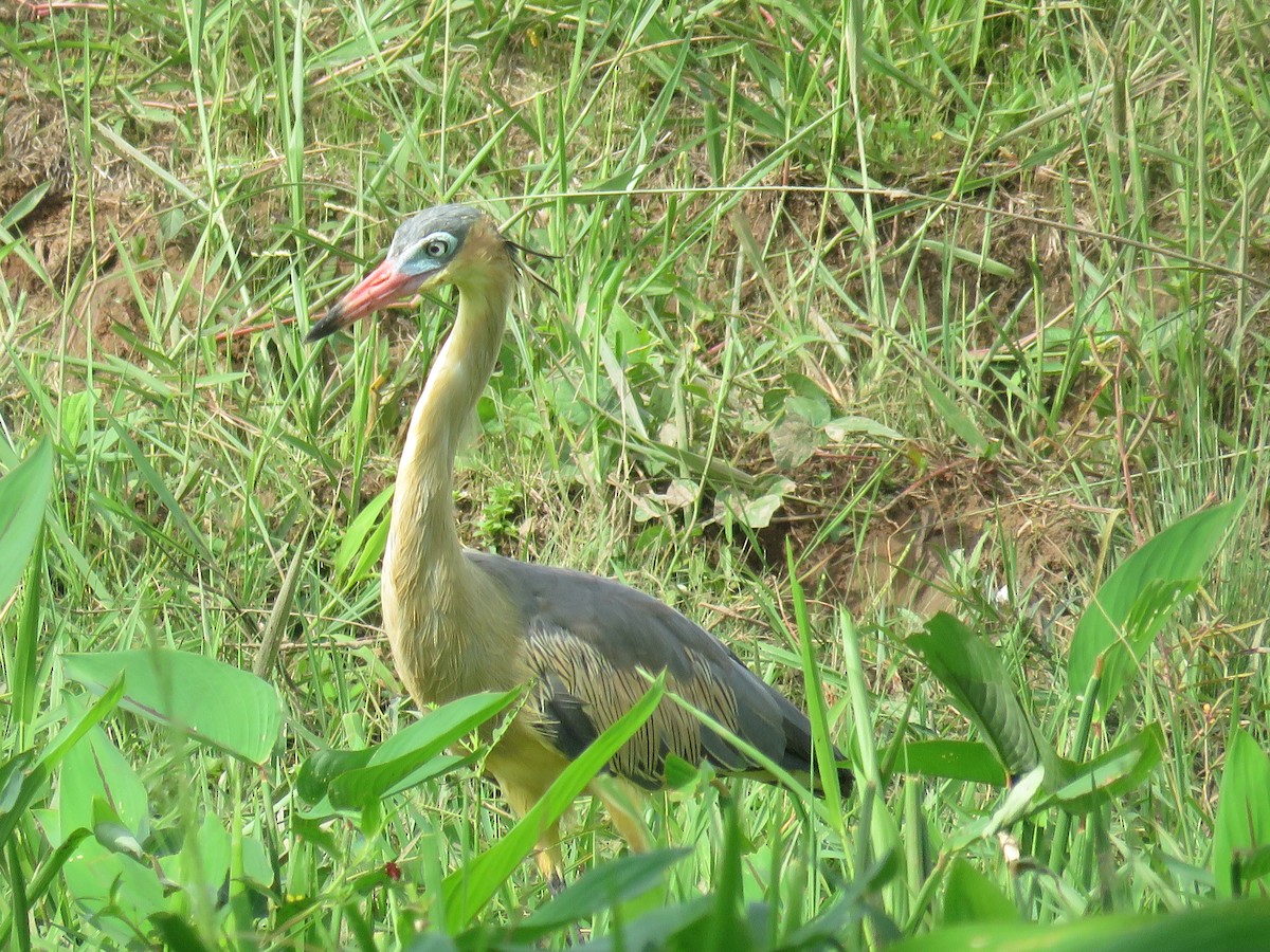 Whistling Heron - ML601072361