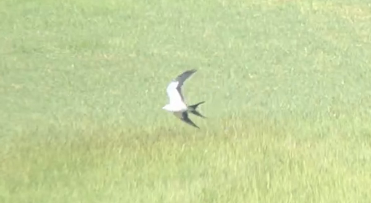 Swallow-tailed Kite - ML601072711