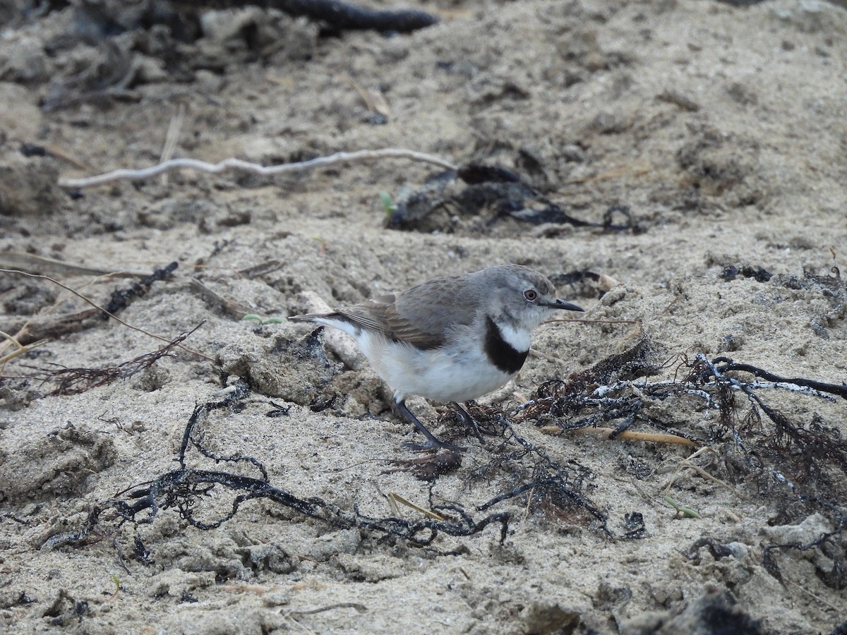 White-fronted Chat - Chanith Wijeratne