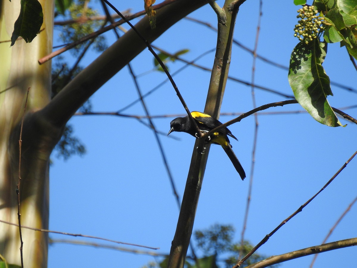 Puerto Rican Oriole - ML601073391