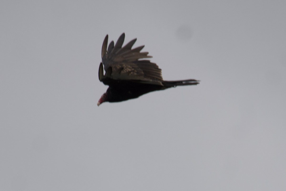 Turkey Vulture - ML601073461