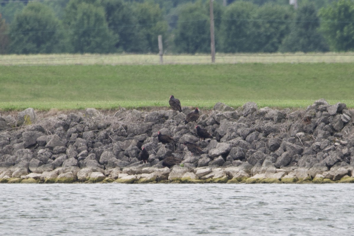 Turkey Vulture - ML601073471