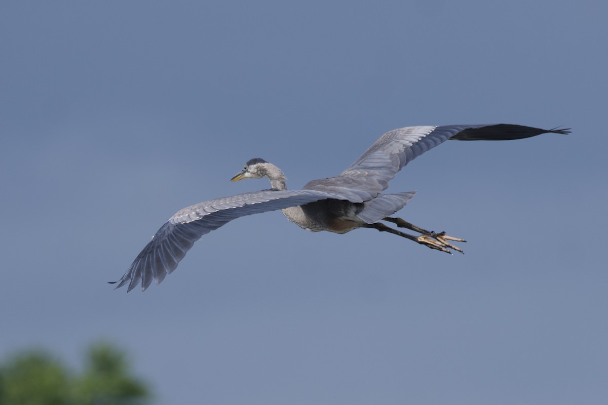 Great Blue Heron - ML601073541