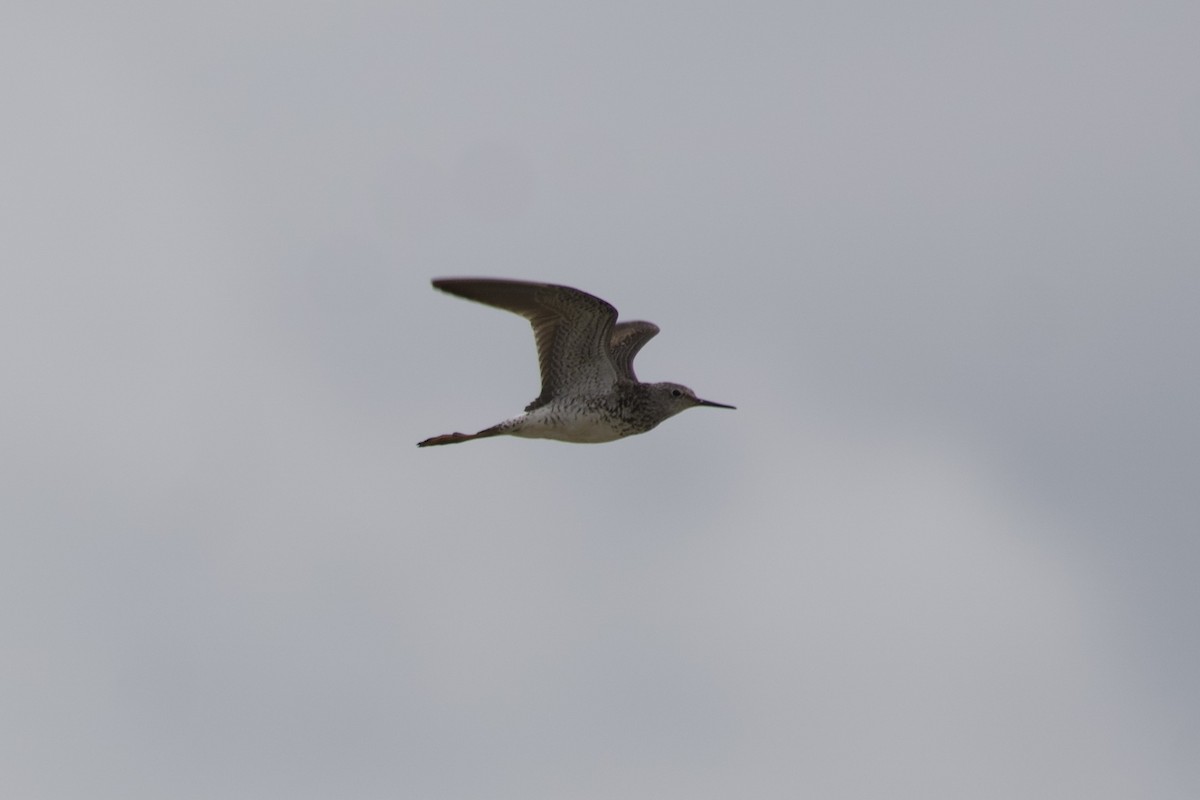 Lesser Yellowlegs - ML601073581