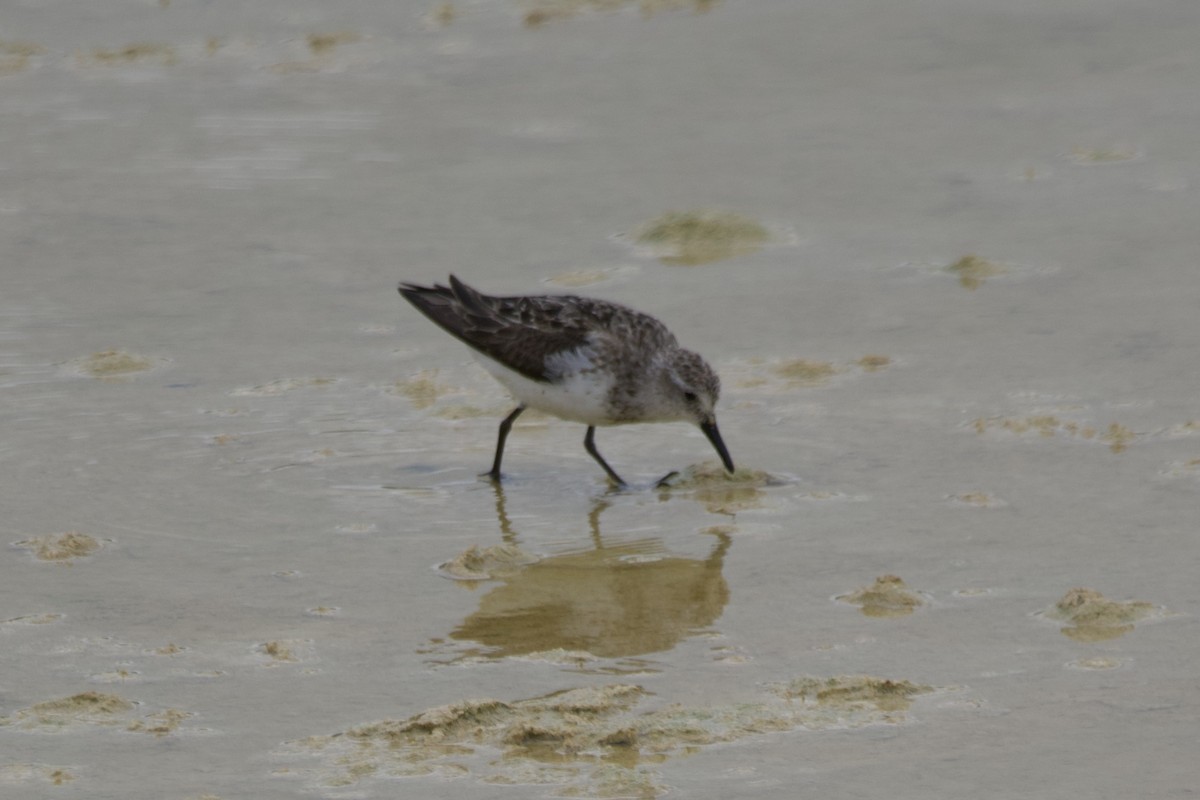 Semipalmated Sandpiper - ML601073661