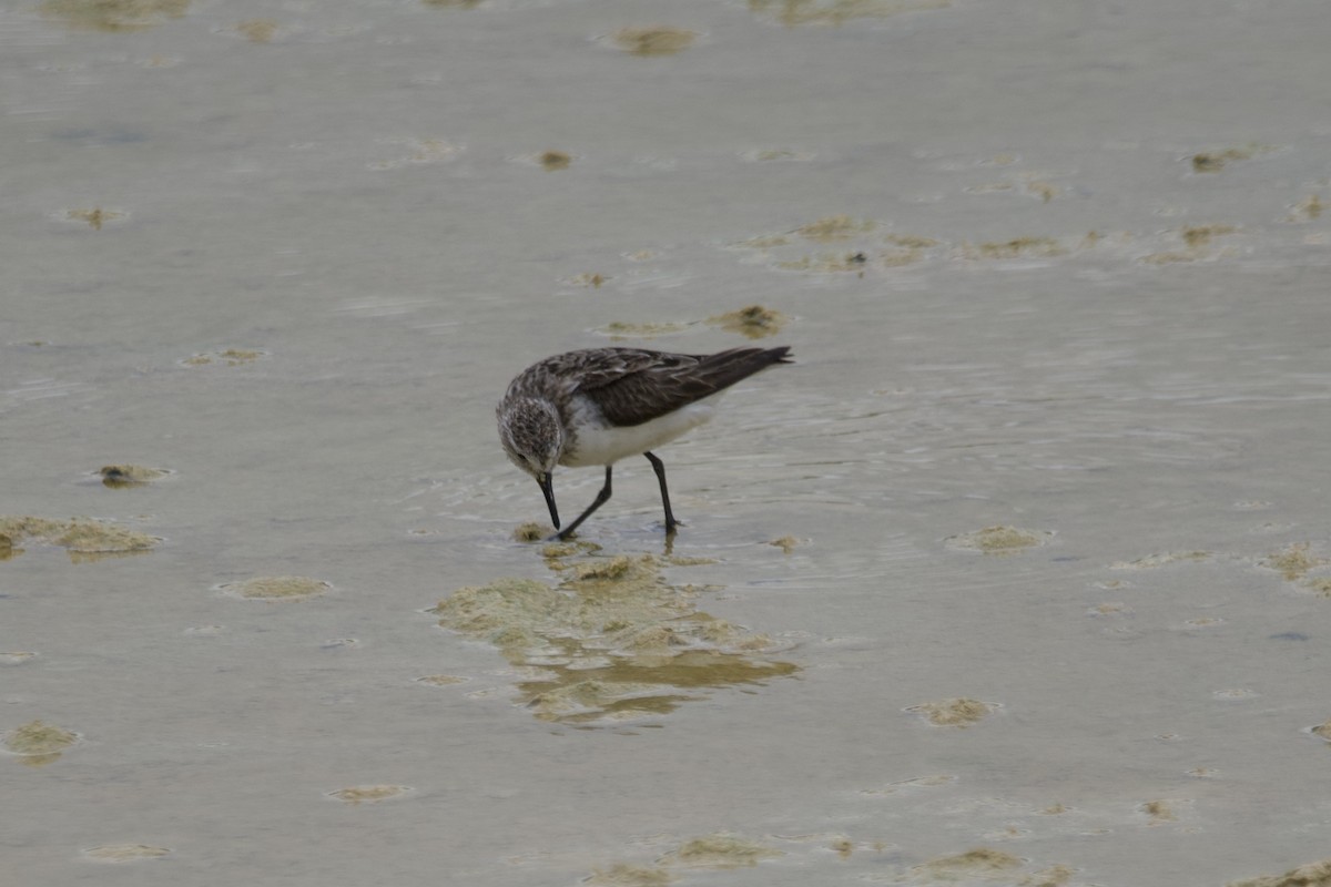 Semipalmated Sandpiper - Greg Hertler