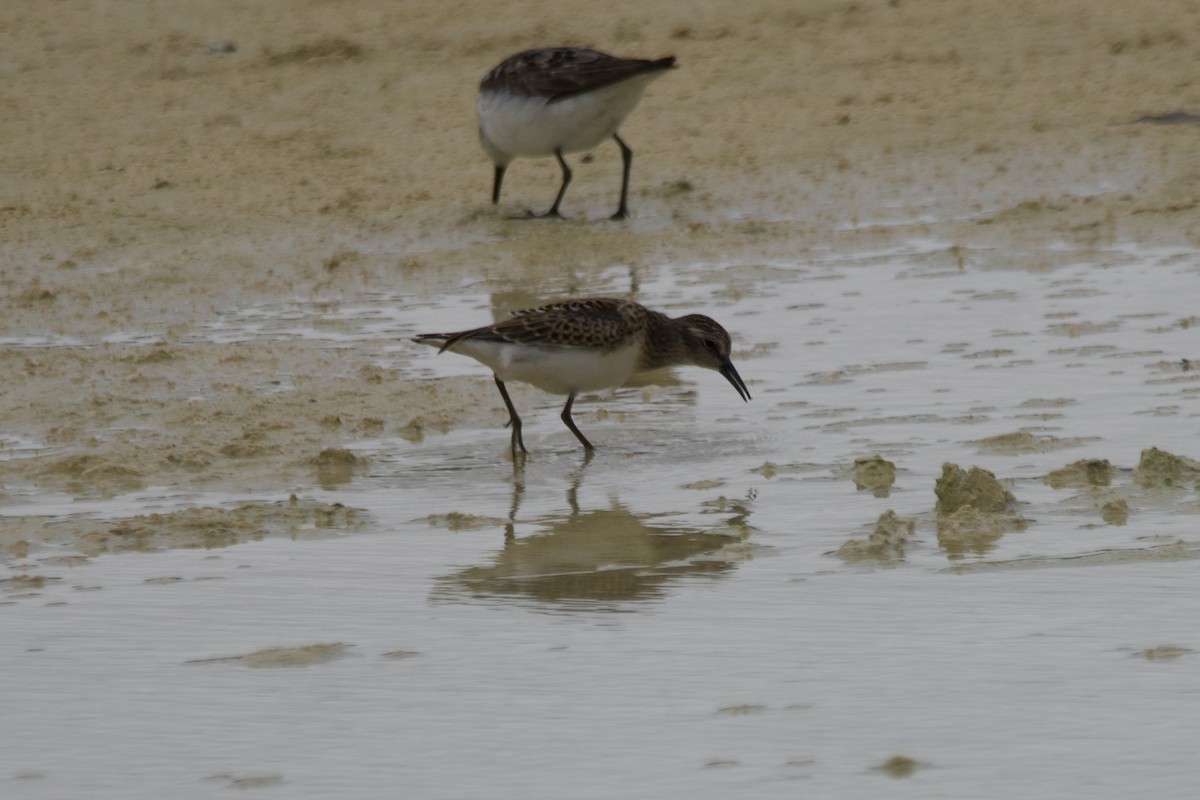 Least Sandpiper - ML601073701