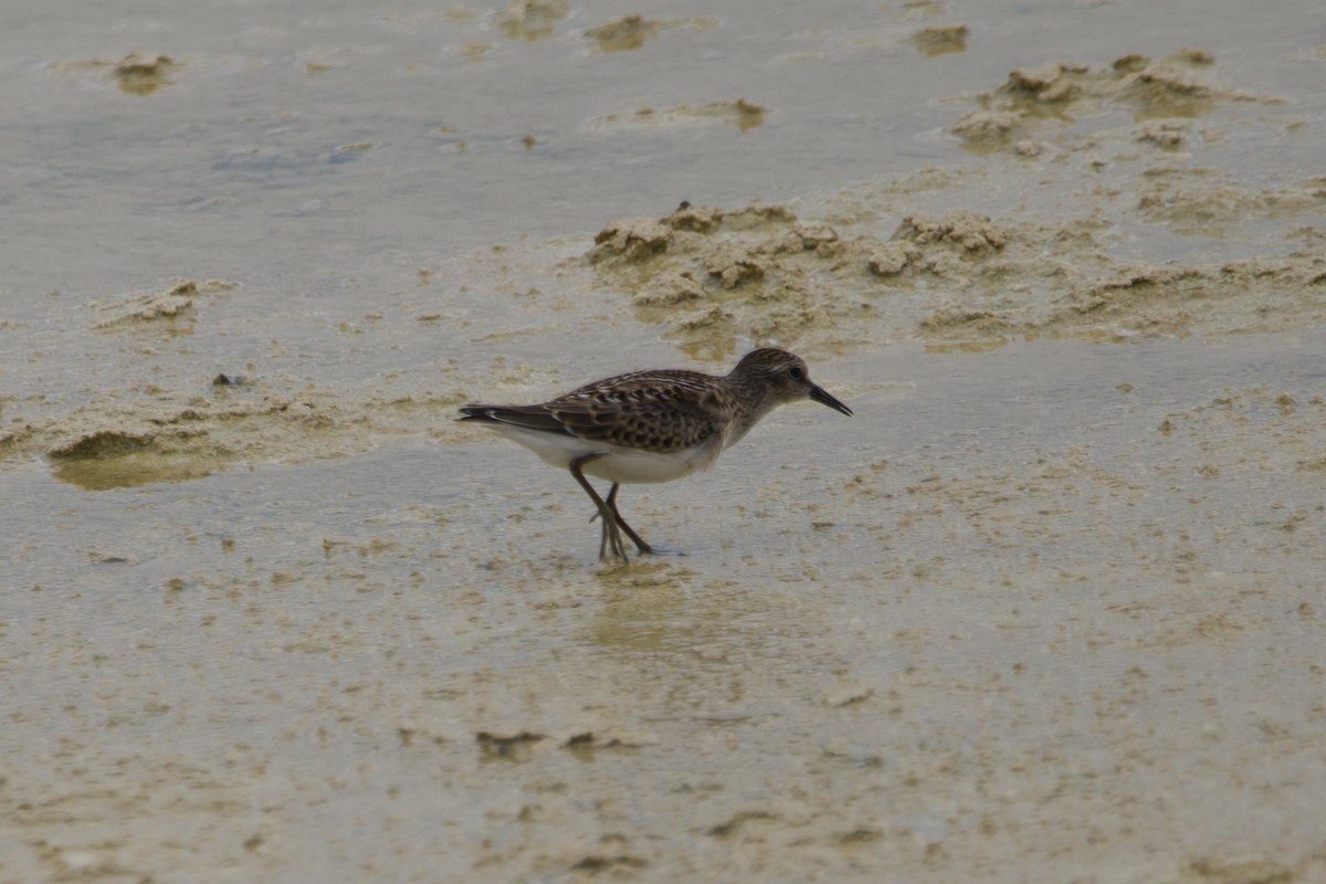 Least Sandpiper - ML601073711