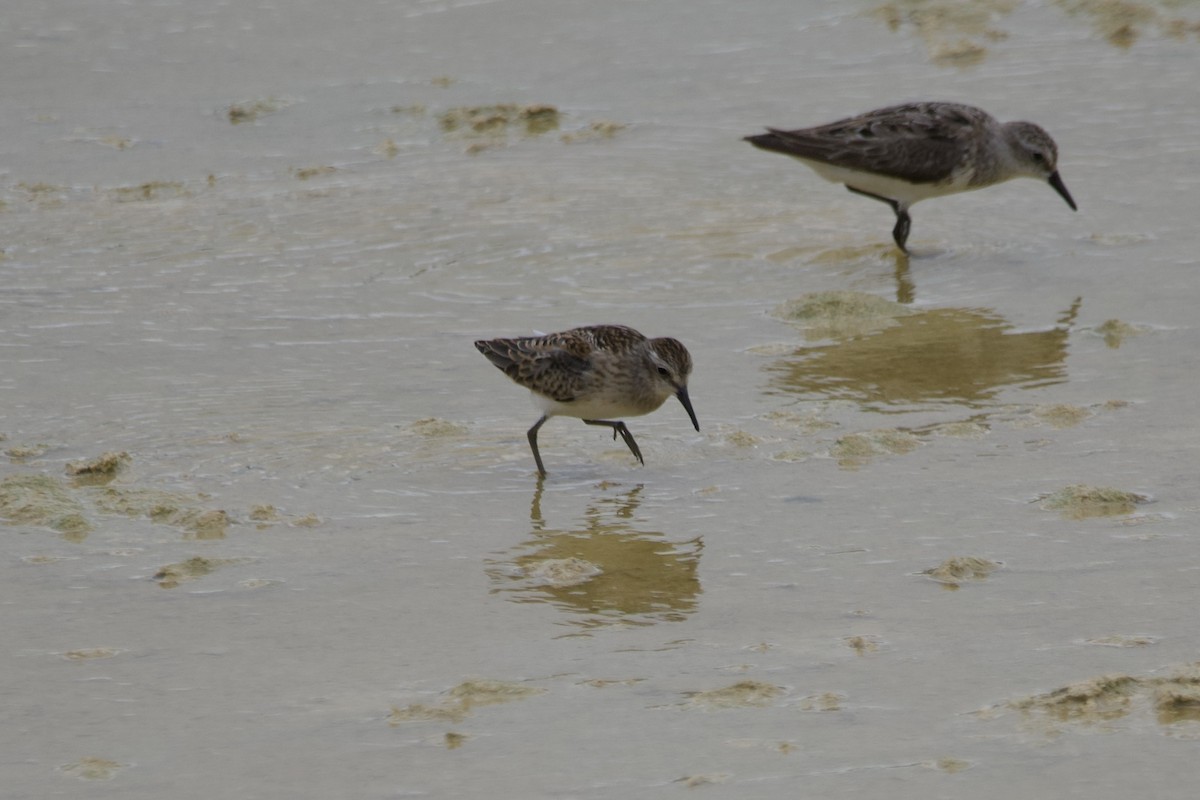 Least Sandpiper - ML601073721