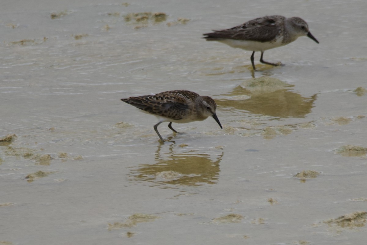 Least Sandpiper - ML601073731