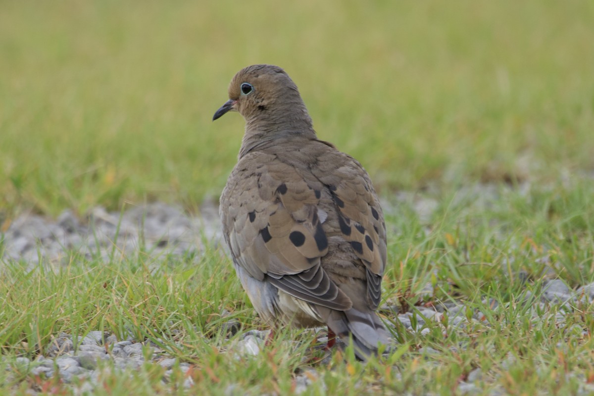 Mourning Dove - ML601073791