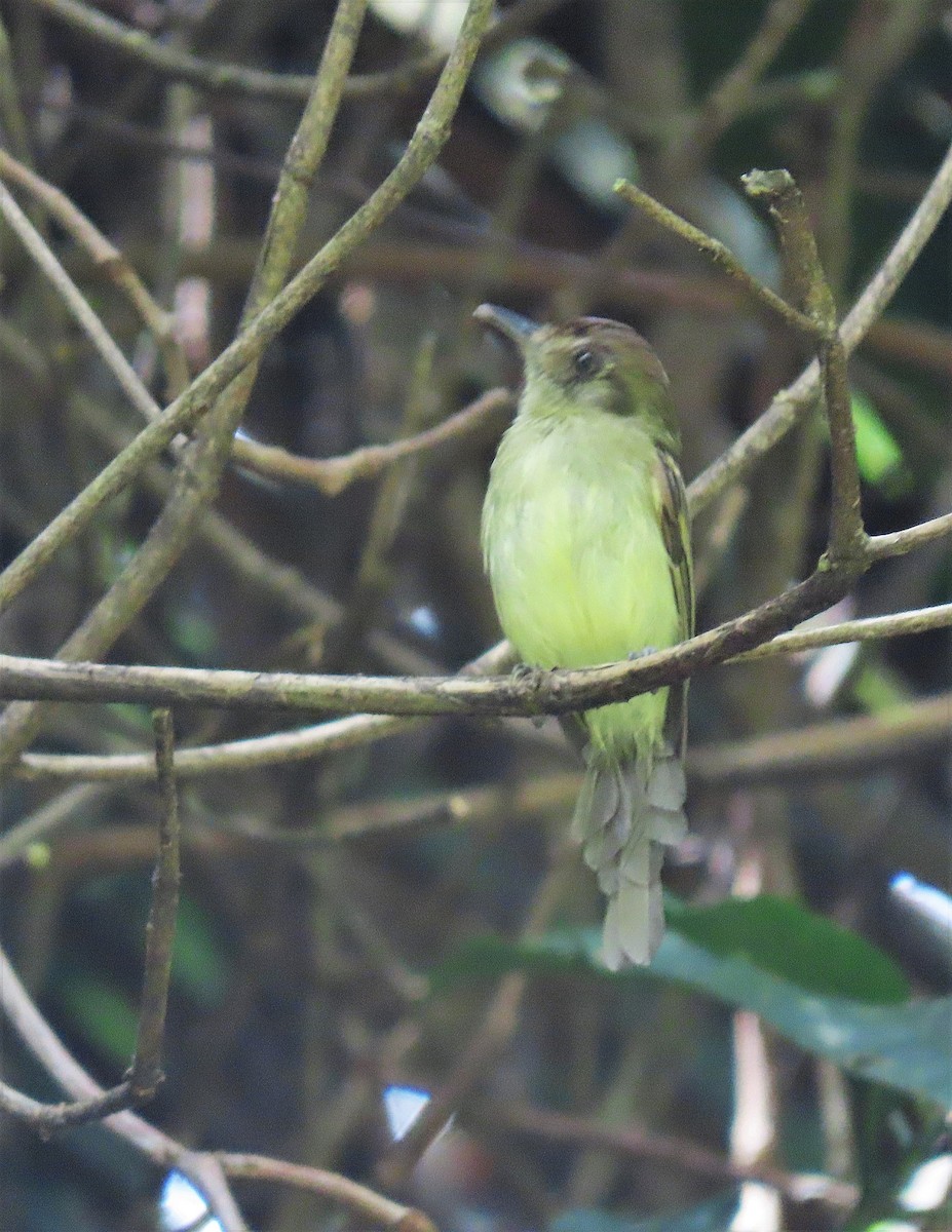 Sepia-capped Flycatcher - ML601073851