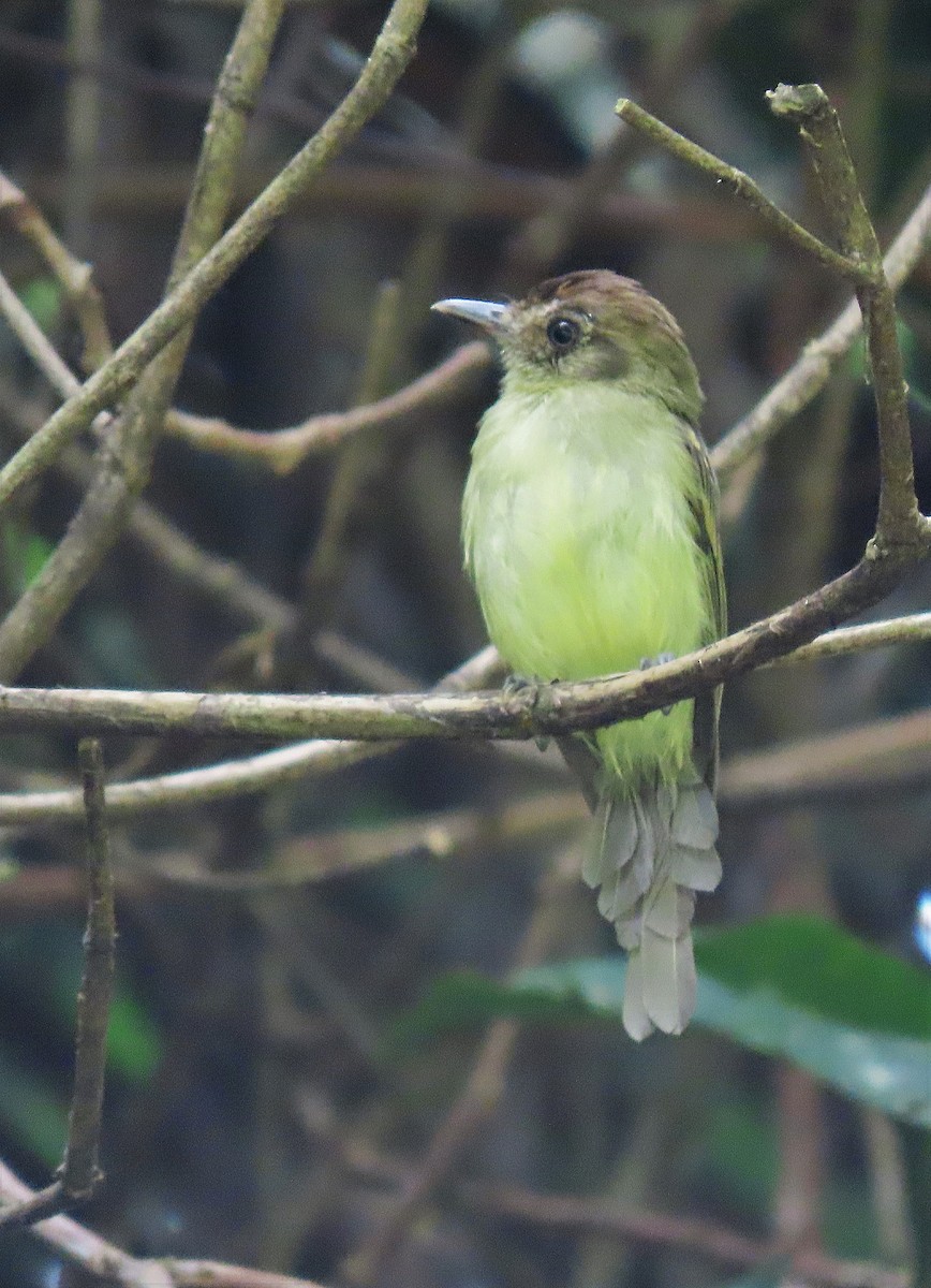 Sepia-capped Flycatcher - ML601073861