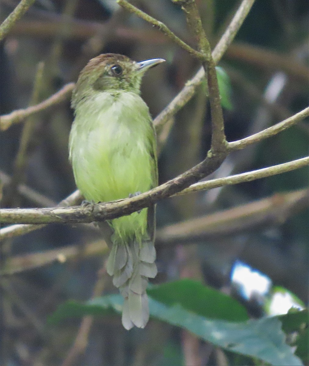 Sepia-capped Flycatcher - ML601073871