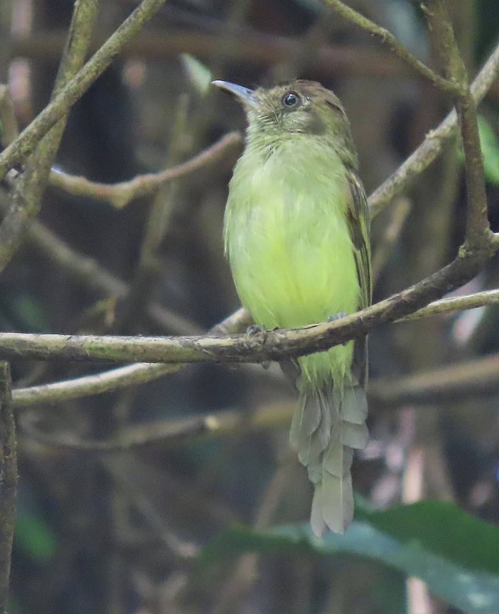Sepia-capped Flycatcher - ML601073901