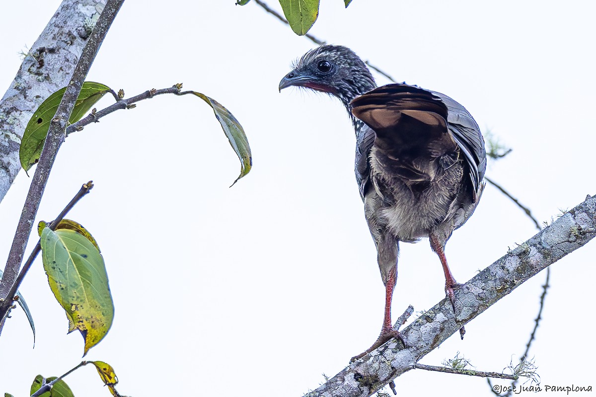 Chachalaca Moteada - ML601073931