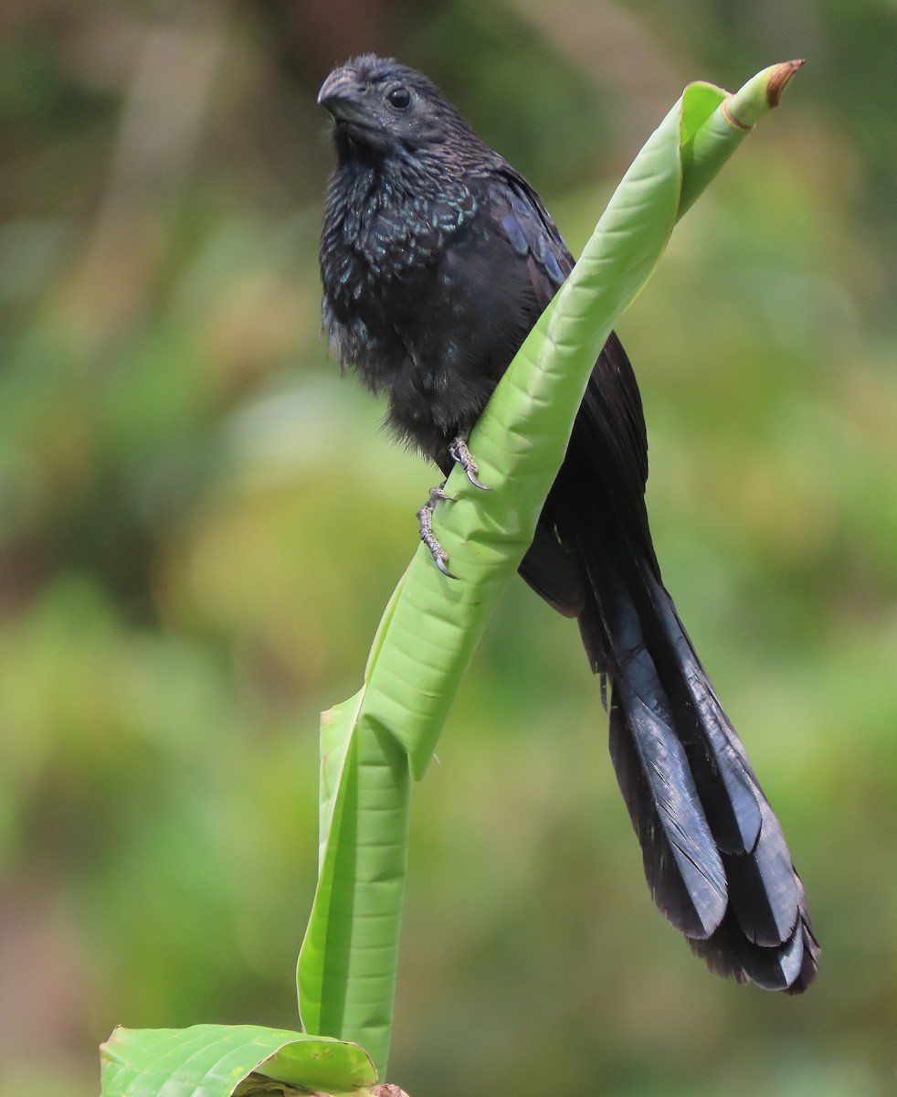 Groove-billed Ani - Alfonso Auerbach