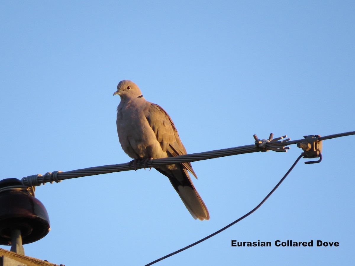 Eurasian Collared-Dove - ML601074141