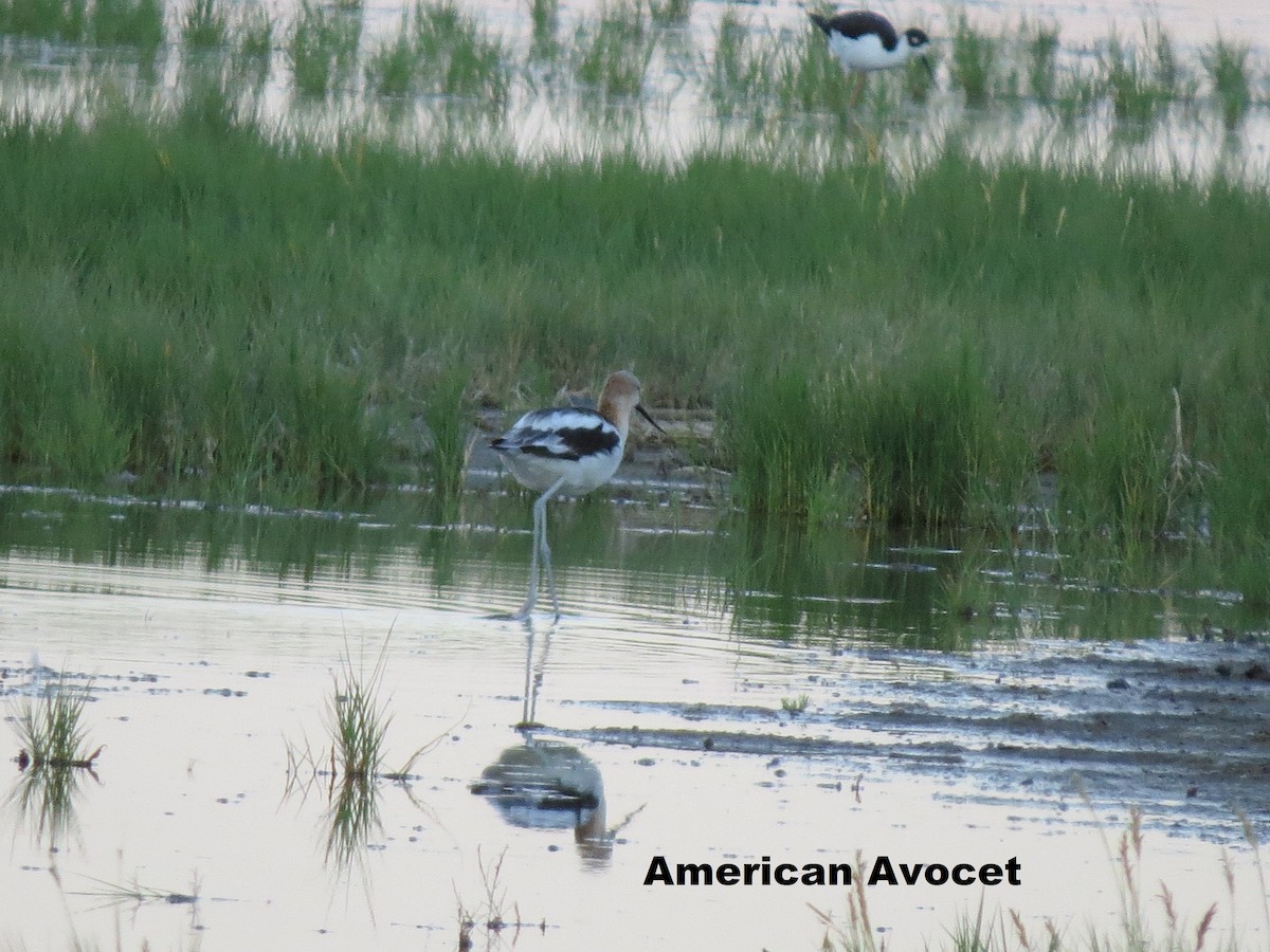 American Avocet - Mary Ritter