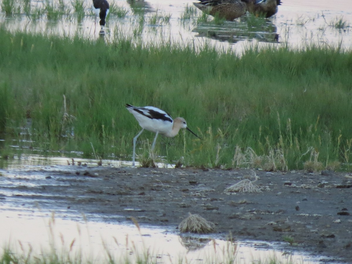 American Avocet - Mary Ritter