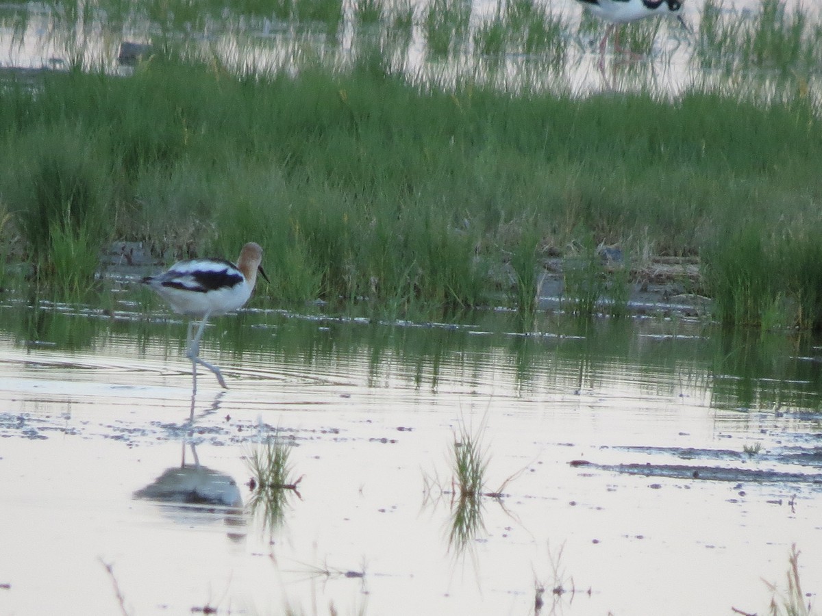 American Avocet - Mary Ritter