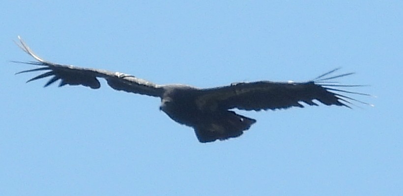 California Condor - Jesse Conklin