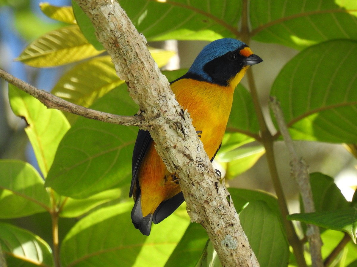 Puerto Rican Euphonia - ML601075031