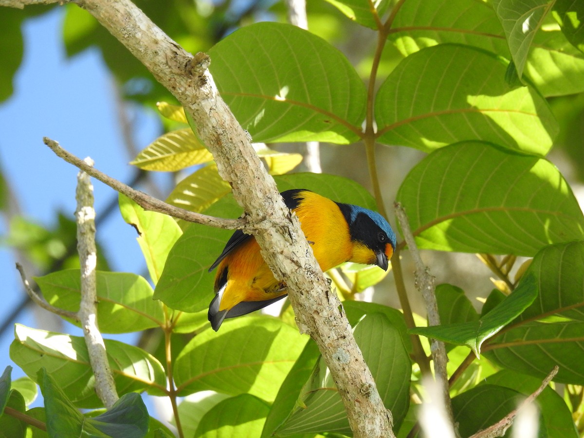 Puerto Rican Euphonia - ML601075061