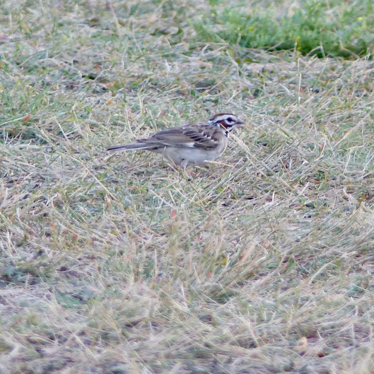 Lark Sparrow - ML601075451