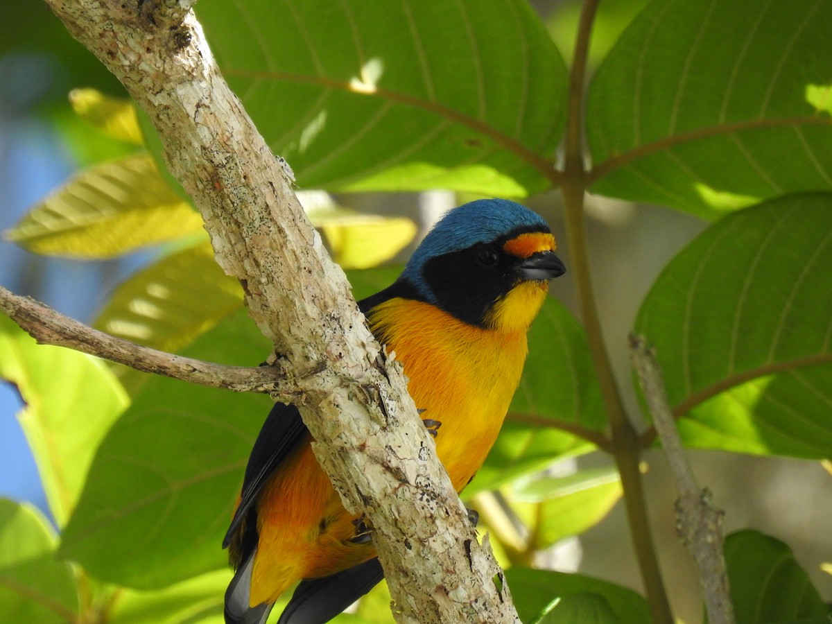 Puerto Rican Euphonia - ML601075851