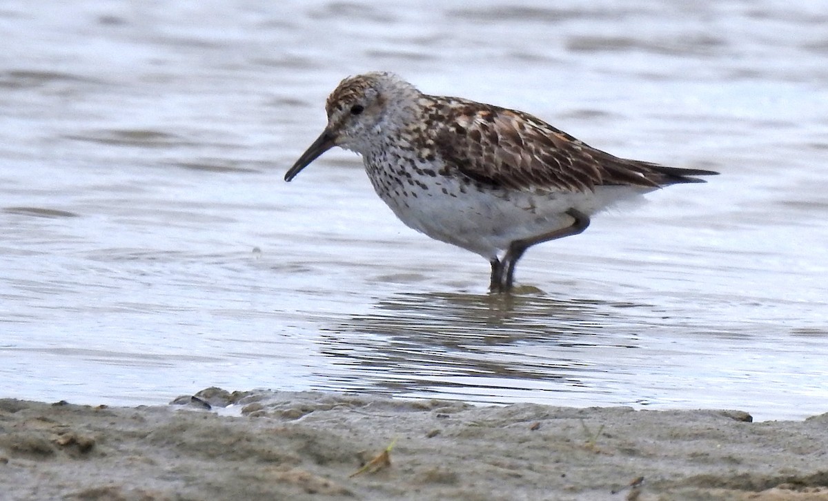 White-rumped Sandpiper - ML601076411