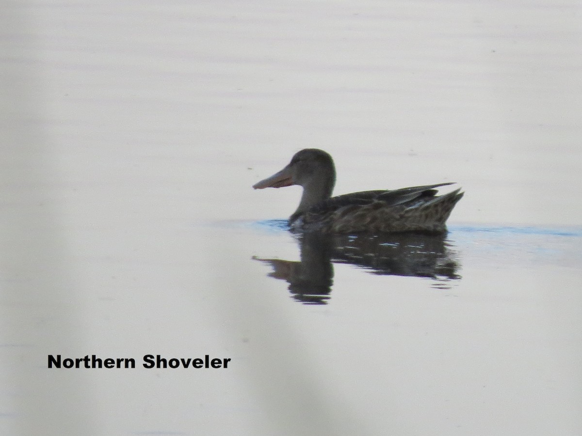 Northern Shoveler - ML601076631