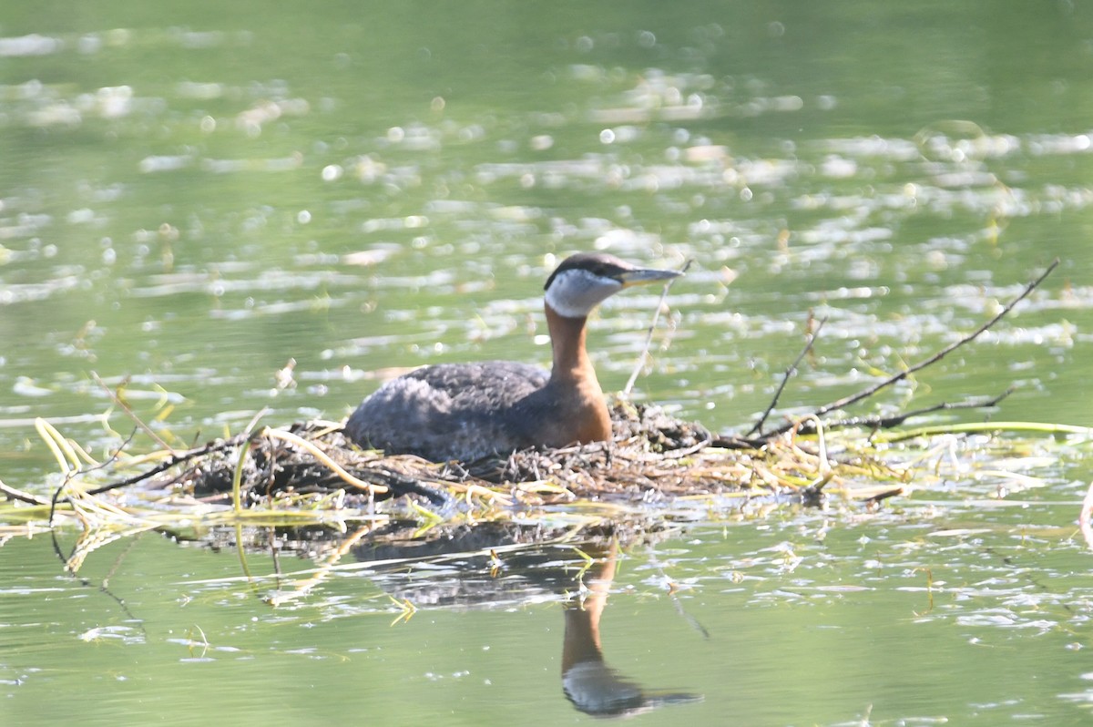 Red-necked Grebe - ML601077021