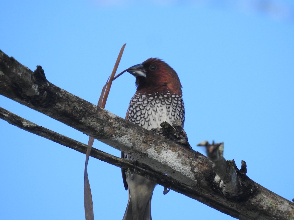 Scaly-breasted Munia - ML601078301