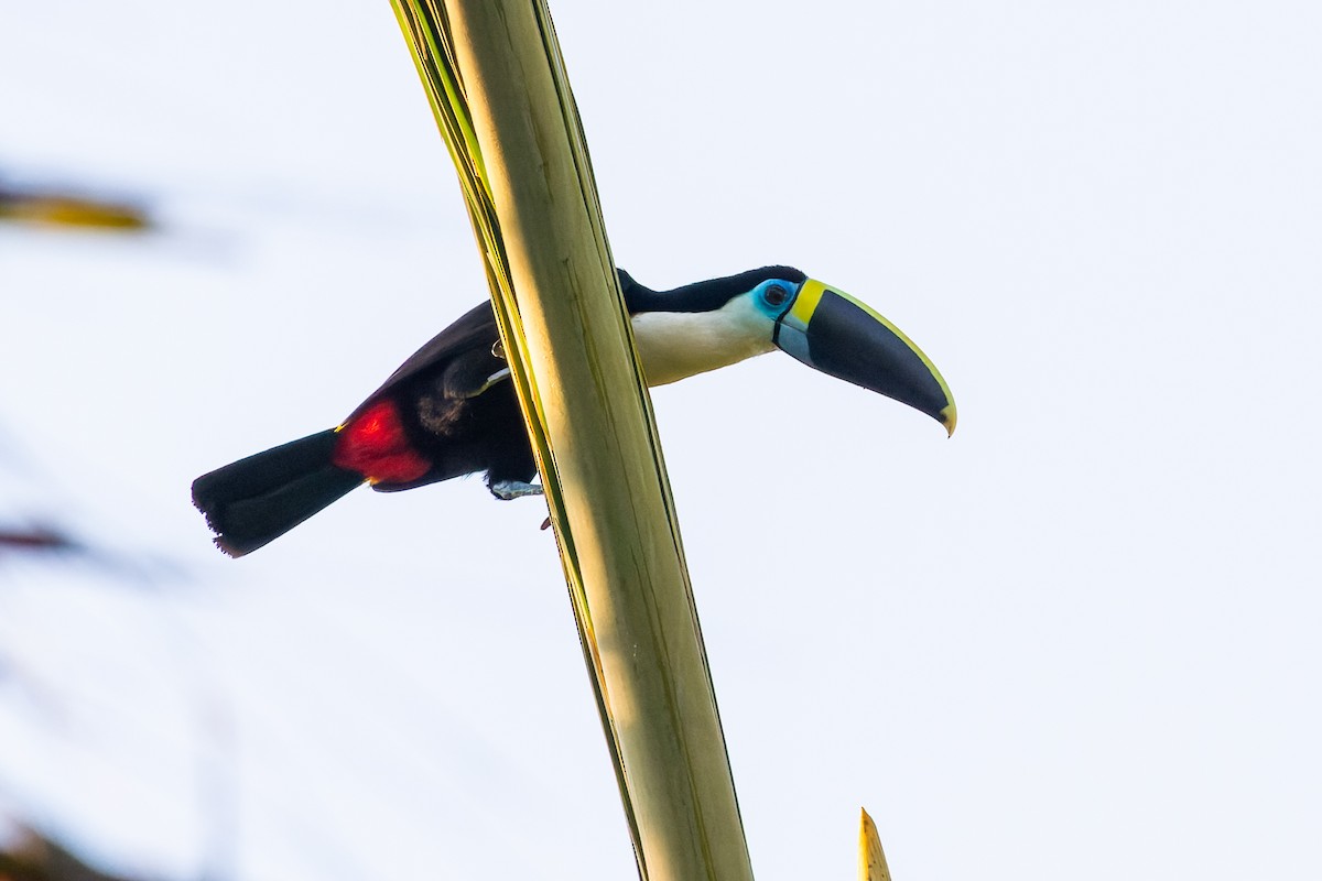 White-throated Toucan - ML601078441