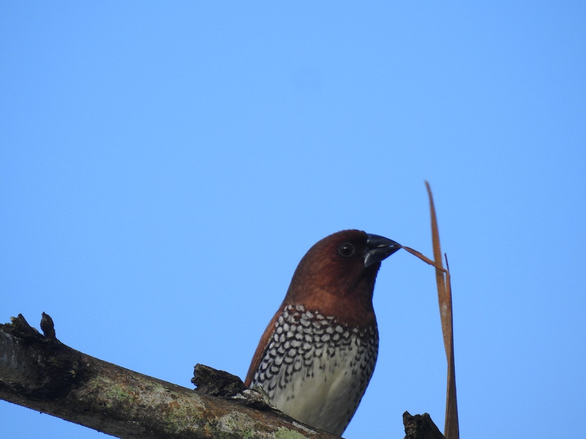 Scaly-breasted Munia - ML601078471