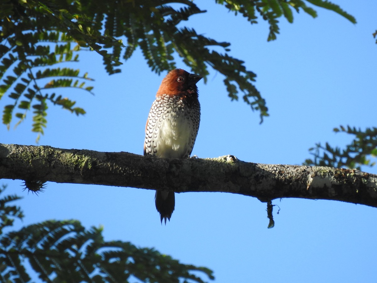 Scaly-breasted Munia - ML601078511