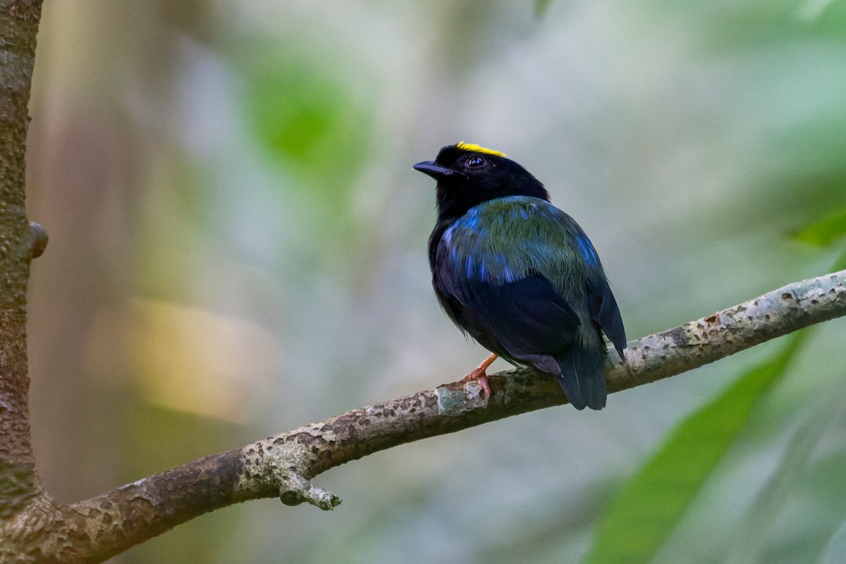 Blue-backed Manakin - ML601078541