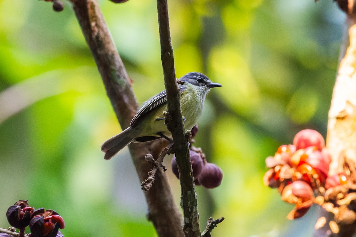 White-lored Tyrannulet - João Vitor Andriola