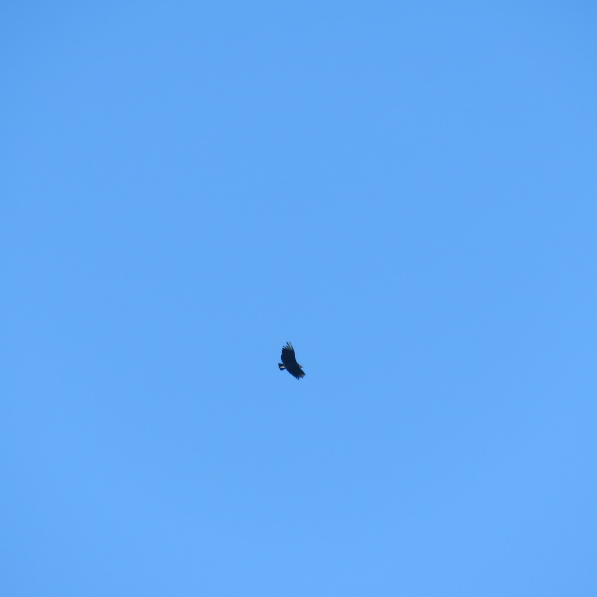 Black Vulture - ML601078641