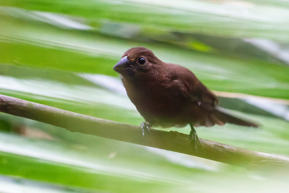 Amazonian Grosbeak - ML601078661