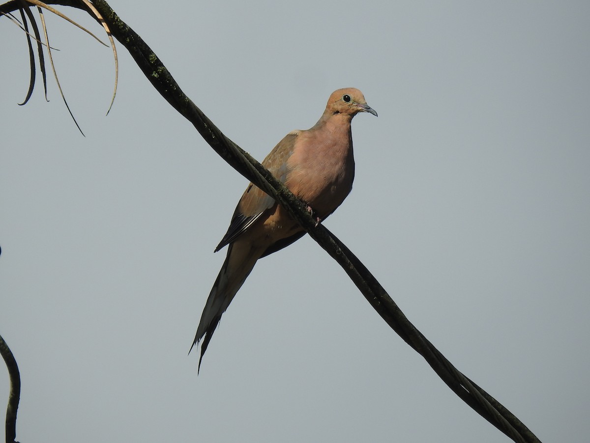 Mourning Dove - ML601078711