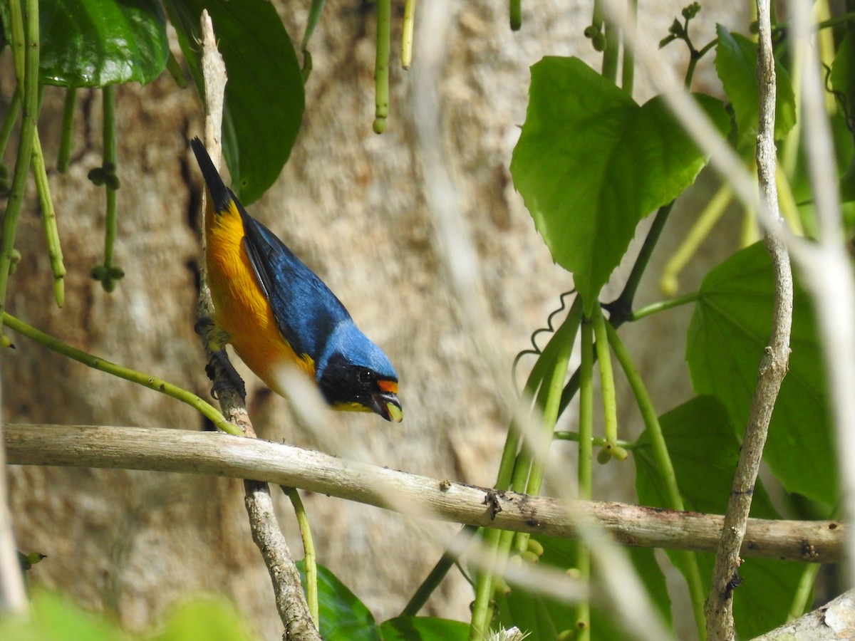 Puerto Rican Euphonia - ML601079051