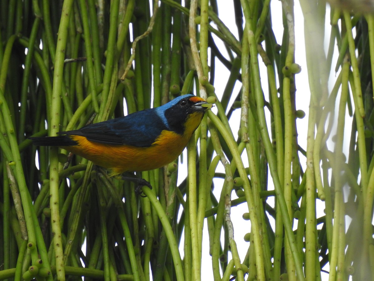 Puerto Rican Euphonia - ML601079081