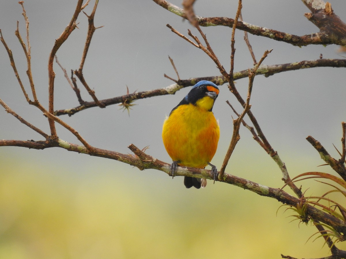 Puerto Rican Euphonia - ML601079211