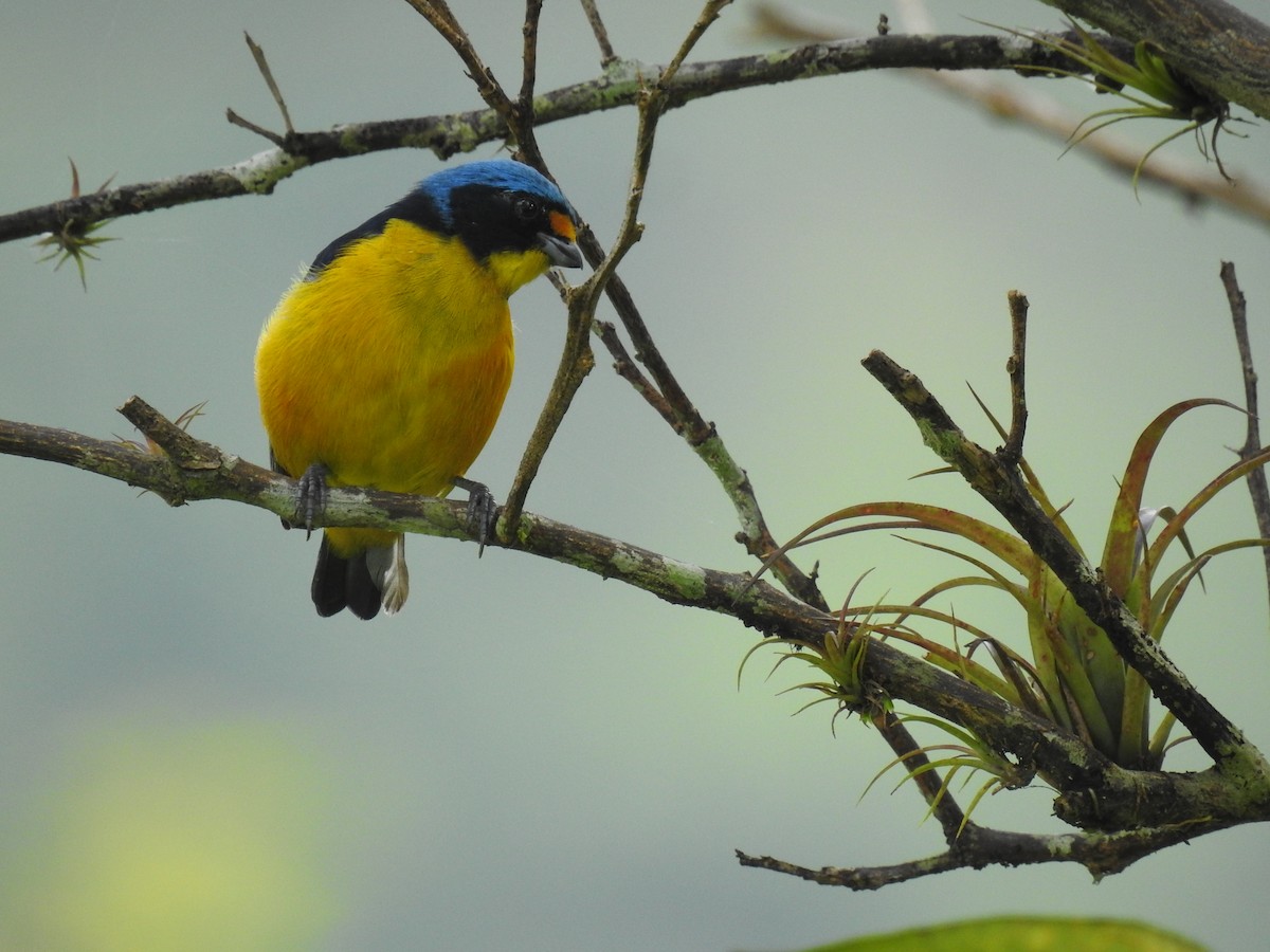 Puerto Rican Euphonia - ML601079231