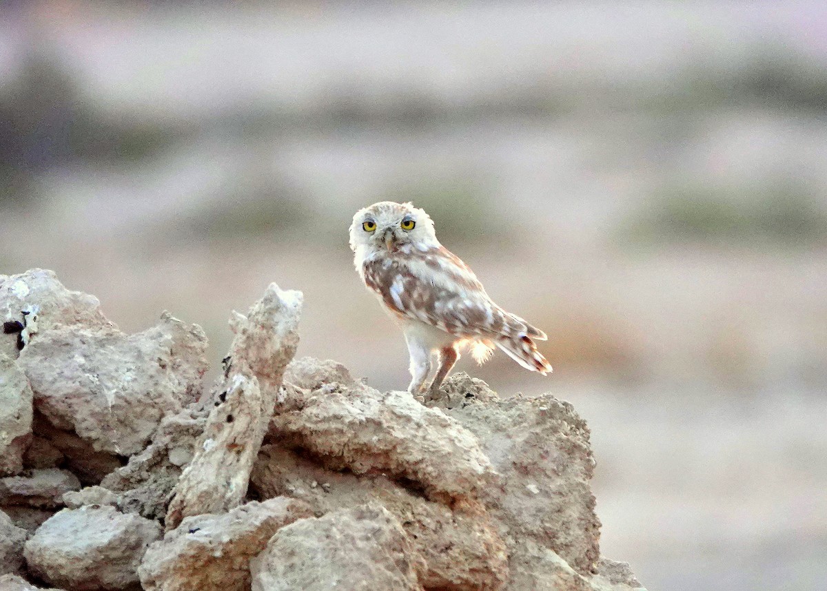 Little Owl - ML601079251