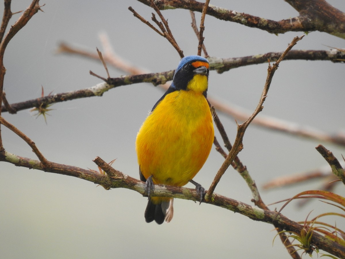 Puerto Rican Euphonia - ML601079411