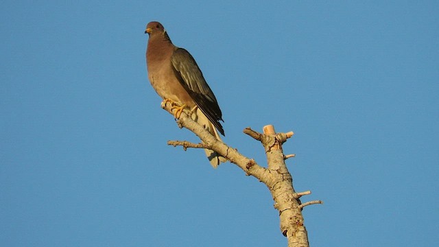 オビオバト（fasciata グループ） - ML601079671