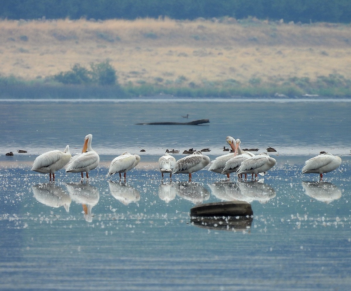 pelikán severoamerický - ML601080211